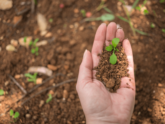 Unveiling the Secrets of Soil Health: The Power of Soil Testing Kits