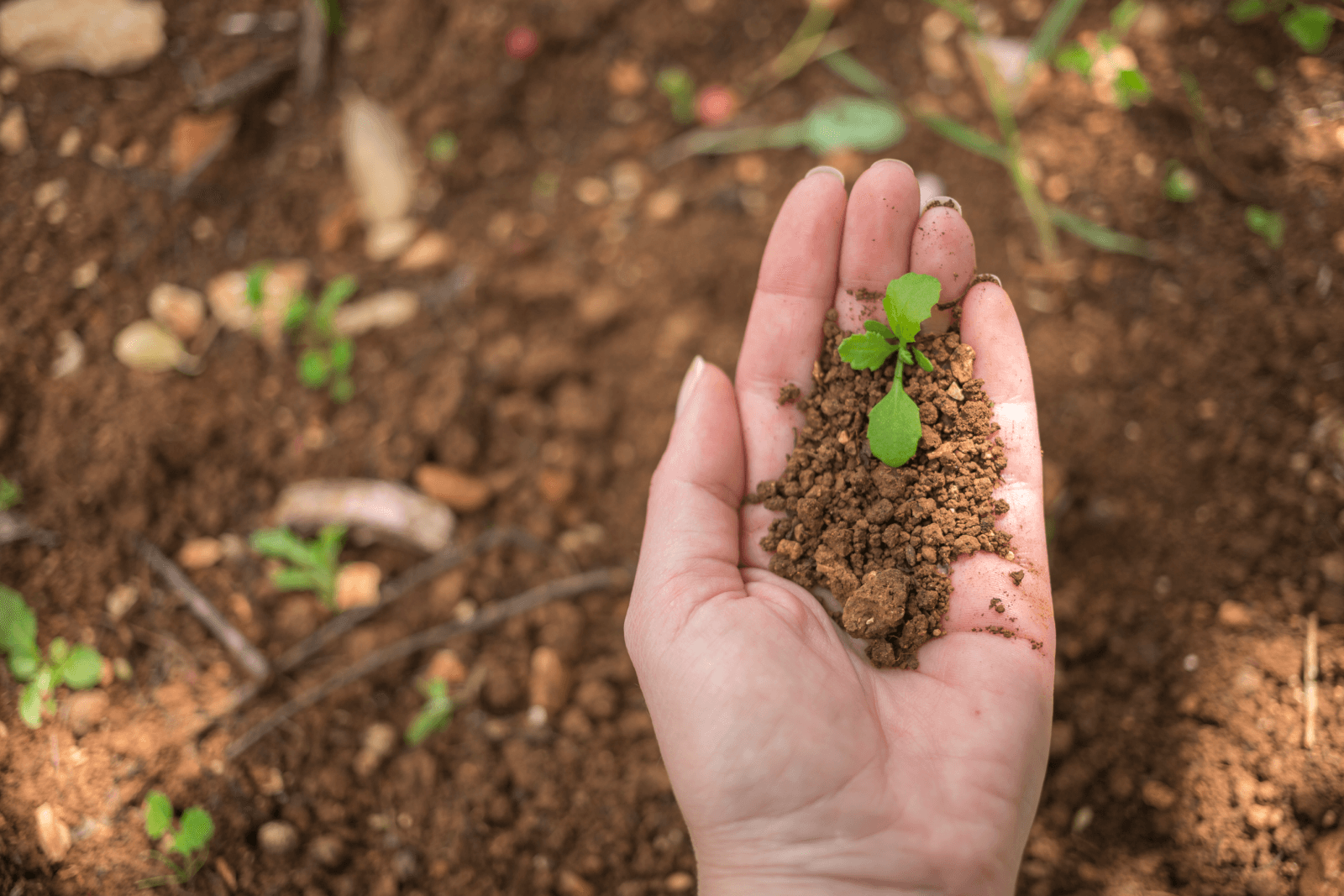 Unveiling the Secrets of Soil Health