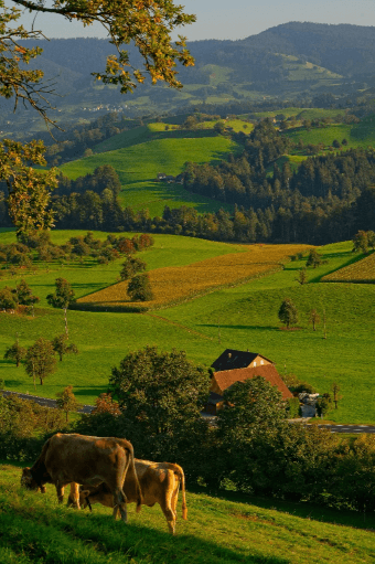 Cow walking in farm